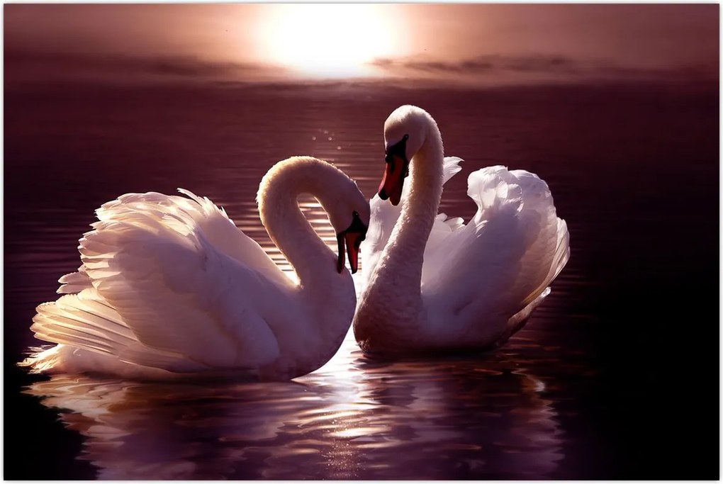 Tablou - Lebede pe lac (90x60 cm)