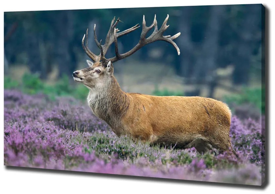 Tablou canvas Deer de lavandă