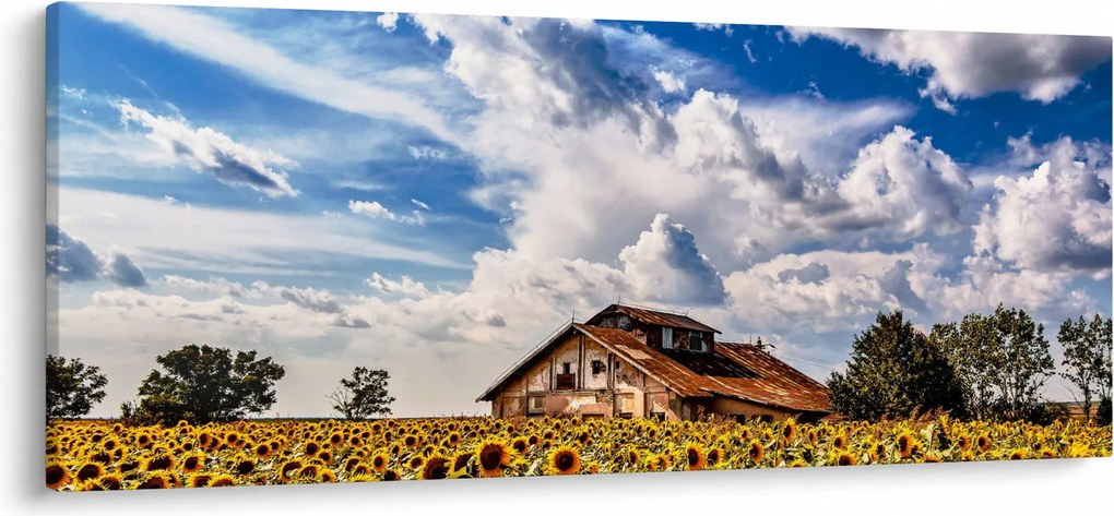 Tablou cu câmp de floarea soarelui (120x50 cm)