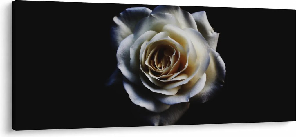 Tablou cu trandafir alb (120x50 cm)