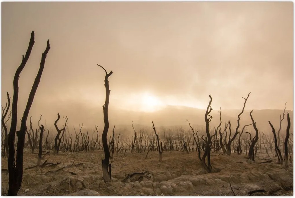 Tablou - Copaci goi (90x60 cm)