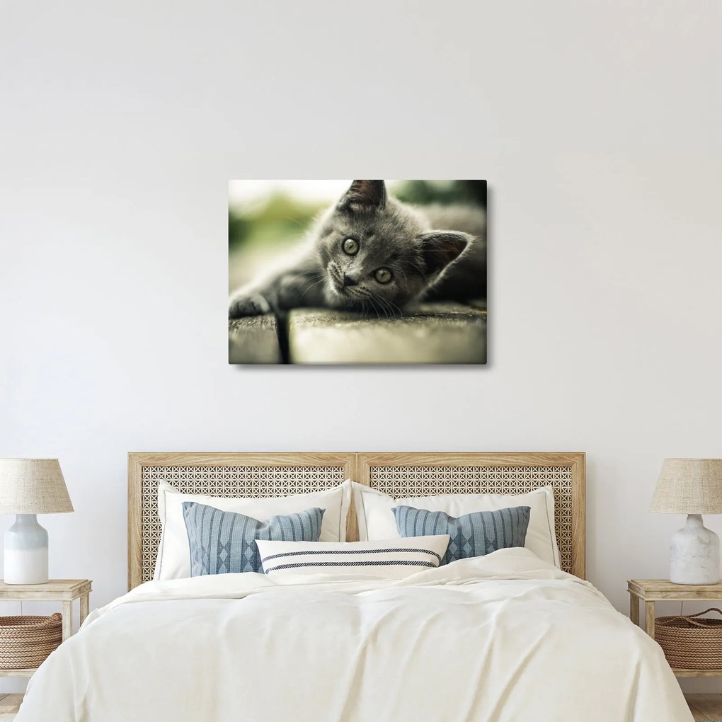 Tablou cu pisicuța (70x50 cm)