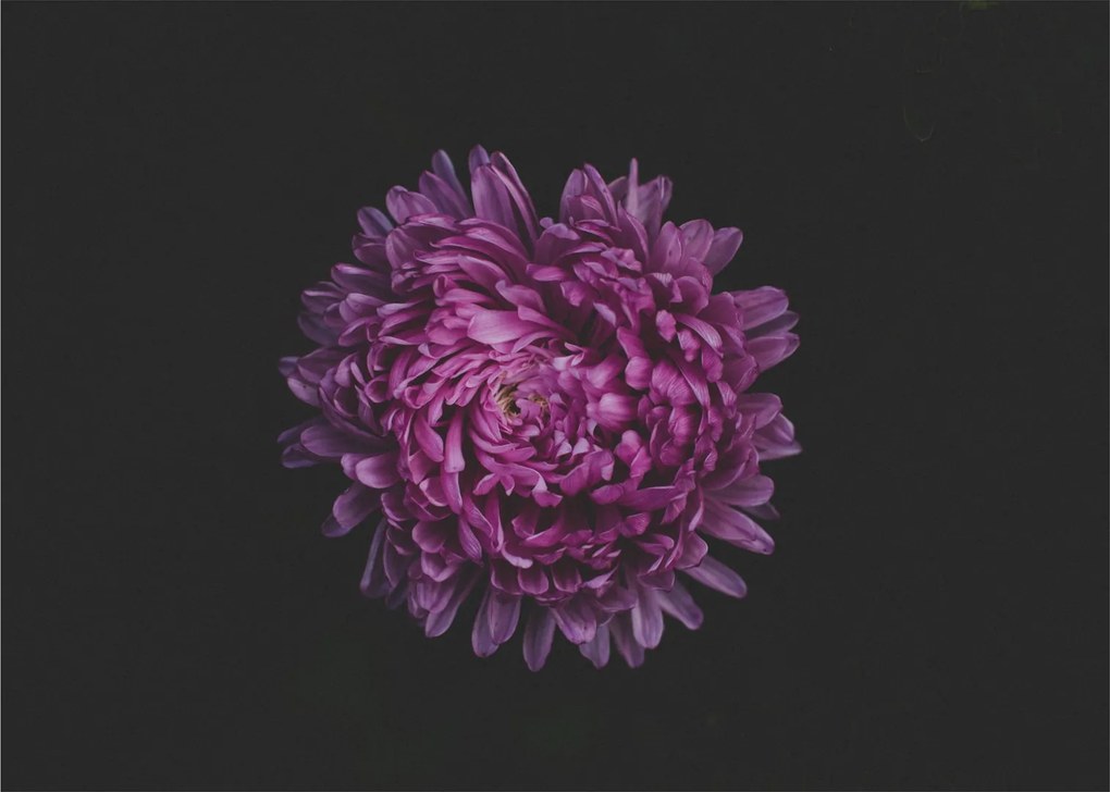 Tablou pe sticlă cu floare violetă (70x50 cm)