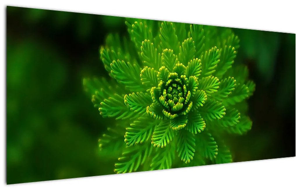 Tablou cu coniferi (120x50 cm)