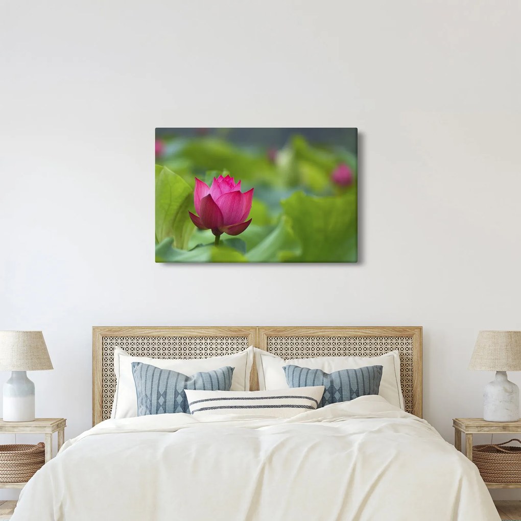 Tablou - floare de apă (90x60 cm)