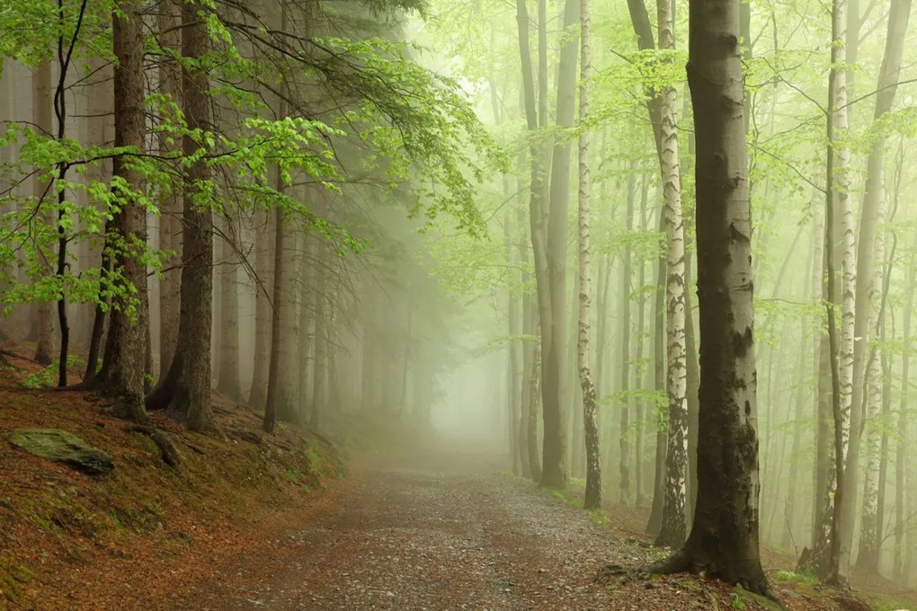 Tapet Forest Path, Rebel Walls