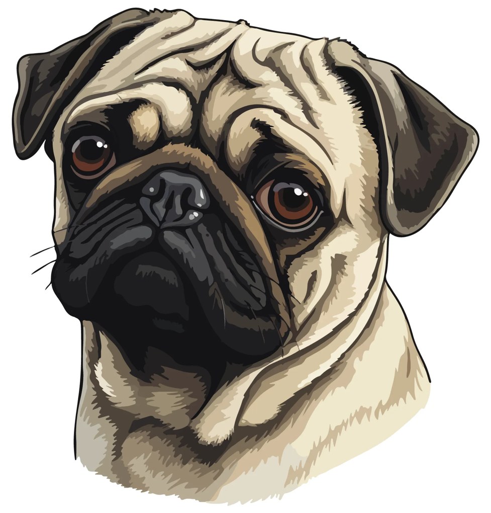 PIPPER. Autocolant Pug Dog mărimea: 60cm