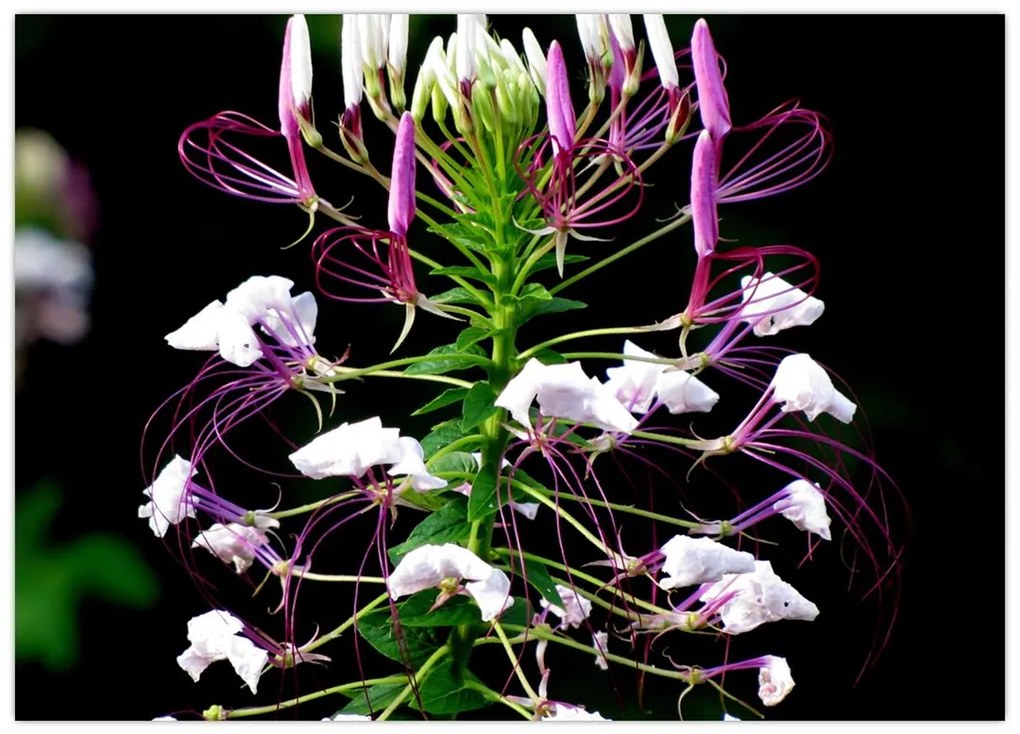 Tablou cu floare (70x50 cm)