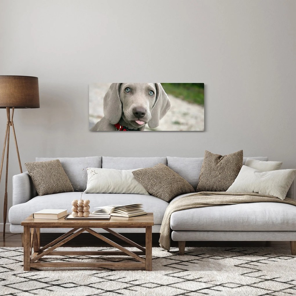 Tablou - cățeluș weimaraner (120x50 cm)