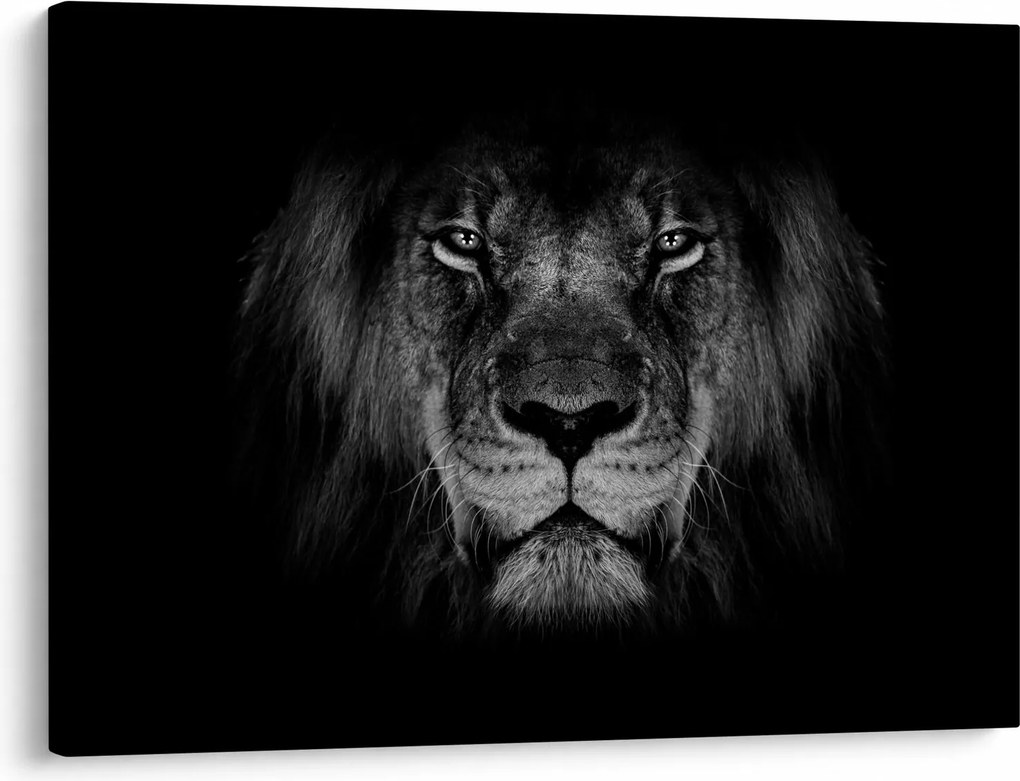 Tablou - Leu majestic (70x50 cm)