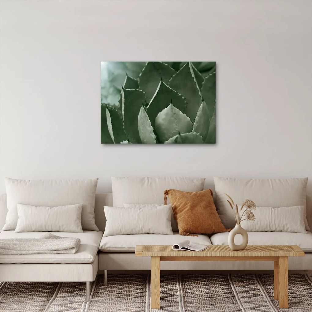 Tablou - Agave verde (70x50 cm)