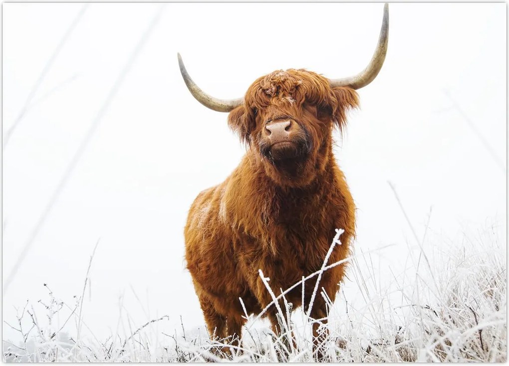 Tablou - Vacă scoțiană (70x50 cm)