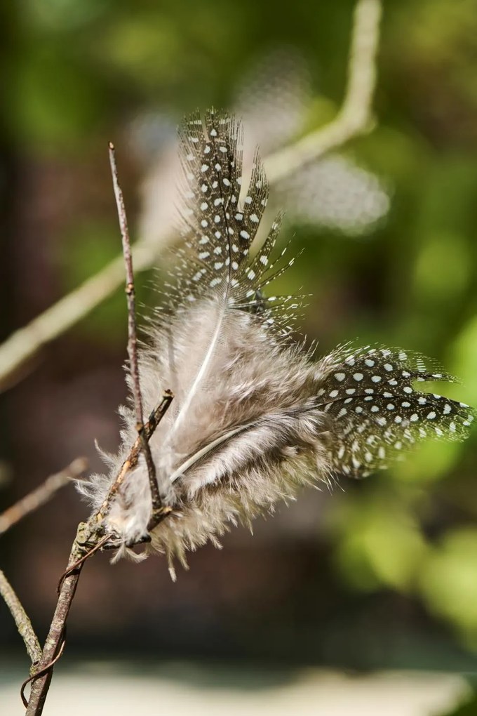 Decoratiune cu pene suspendate pe sarma FEATHER DECOR maro - mai multe culori