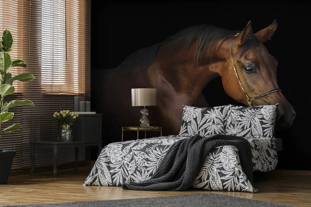 Fototapet - Calul maro pe fundal negru (152,5x104 cm)