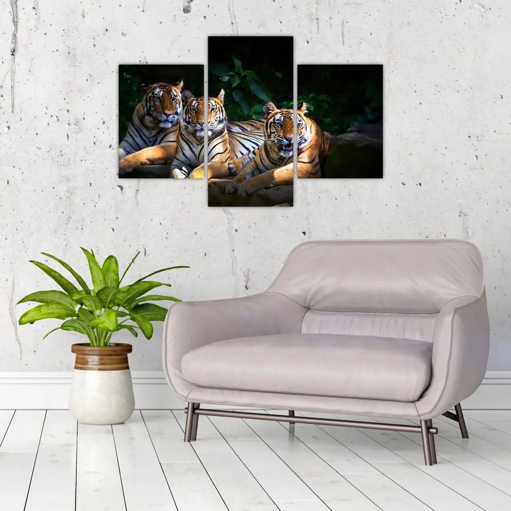 Tablou - Tigrii frați (90x60 cm)