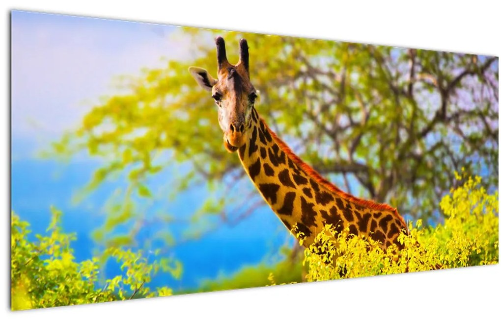 Tablou - Girafa în Africa (120x50 cm)