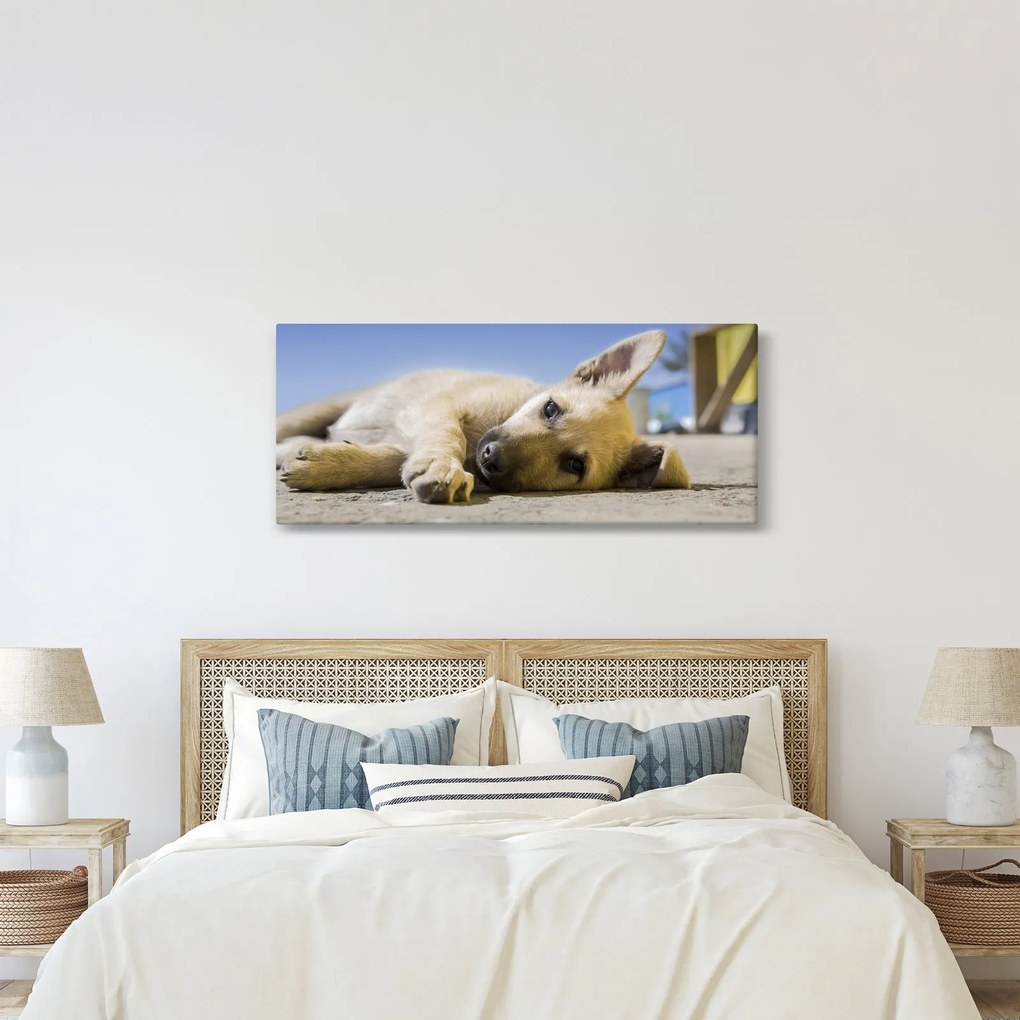 Tablou cu cățeluș dormind (120x50 cm)