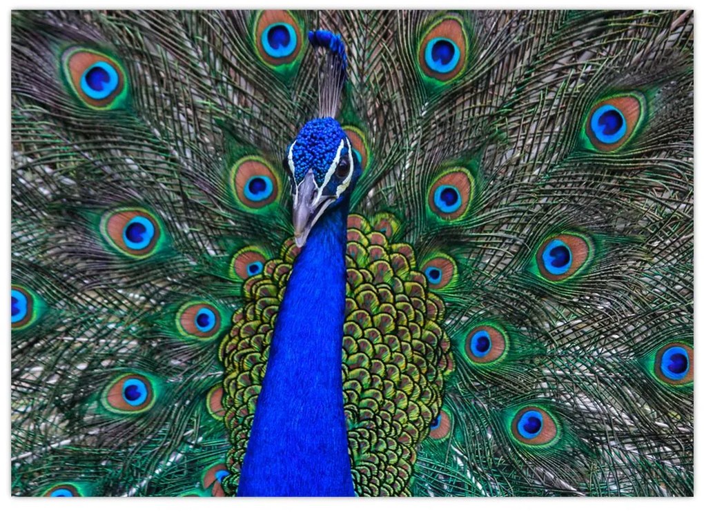 Tablou - Păun (70x50 cm)