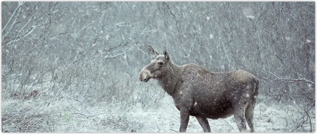 Tablou - Elan într-o pădure înzăpezită (120x50 cm)