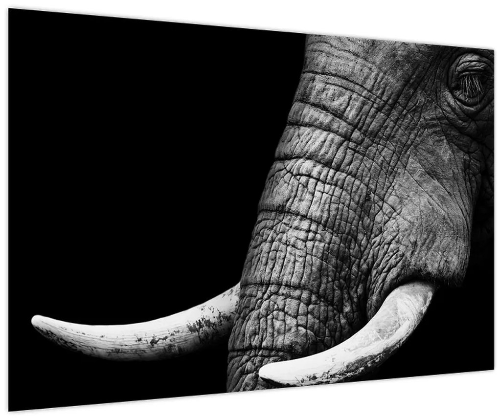 Tablou - Colți de elefant (90x60 cm)