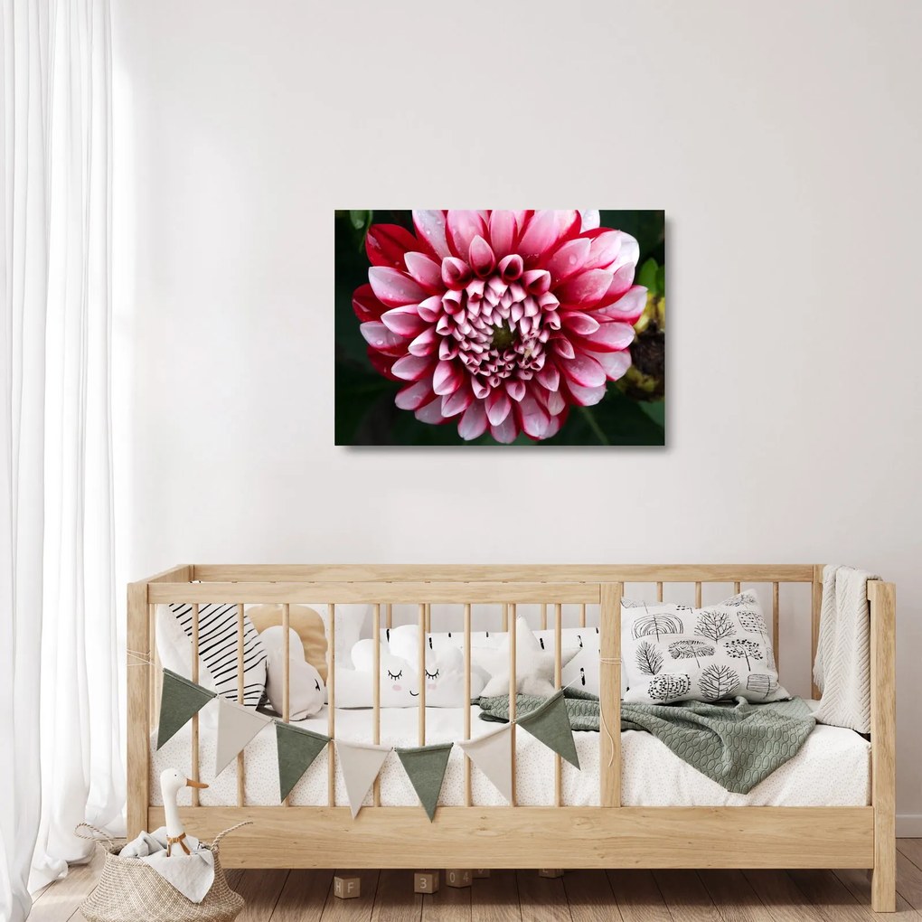 Tablou pe sticlă cu dalie roz (70x50 cm)