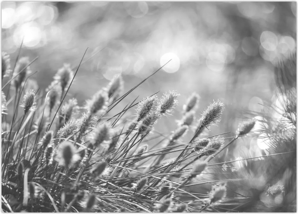 Tablou - Iarbă moale bej N⁰1 (70x50 cm)