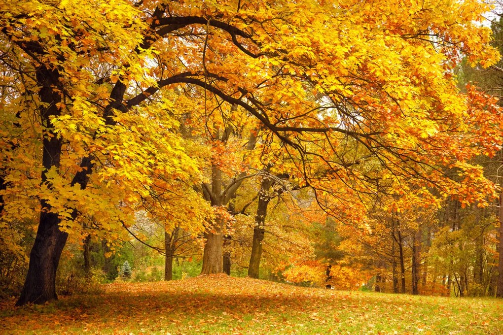 Tapet Yellow Leafy Trees, Rebel Walls