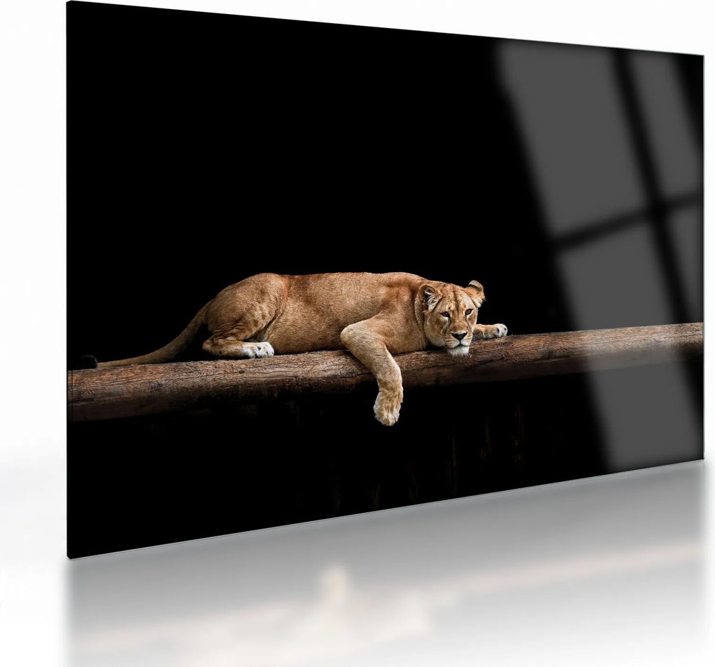 Tablou pe sticlă - Lioness (70x50 cm)