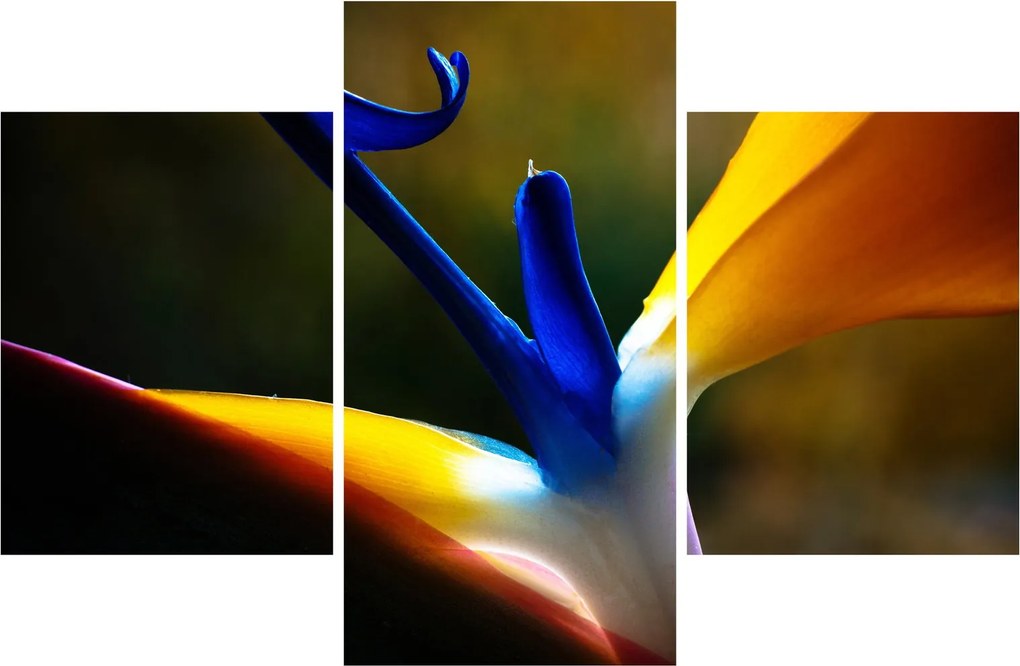 Tablou - Floare exotică (90x60 cm)