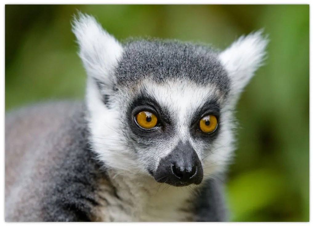 Tablou pe sticlă cu lemur (70x50 cm)