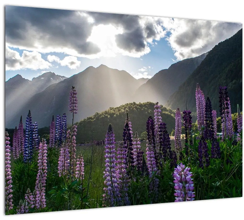 Tablou - scenariu cu flori de Lupin (70x50 cm)