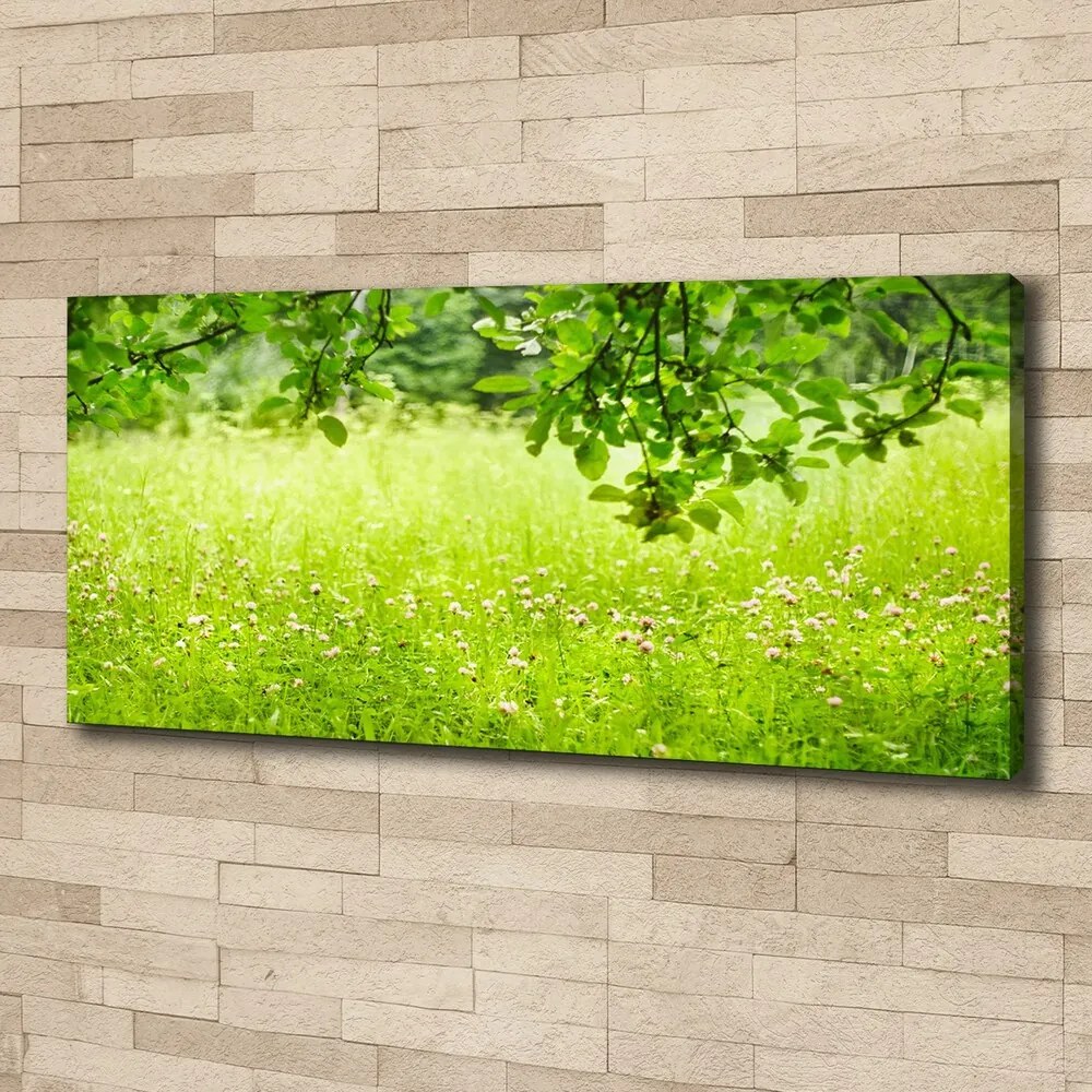 Print pe canvas Pajiște verde