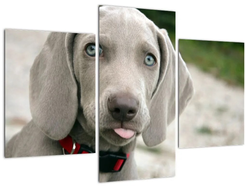 Tablou - cățeluș weimaraner (90x60 cm)