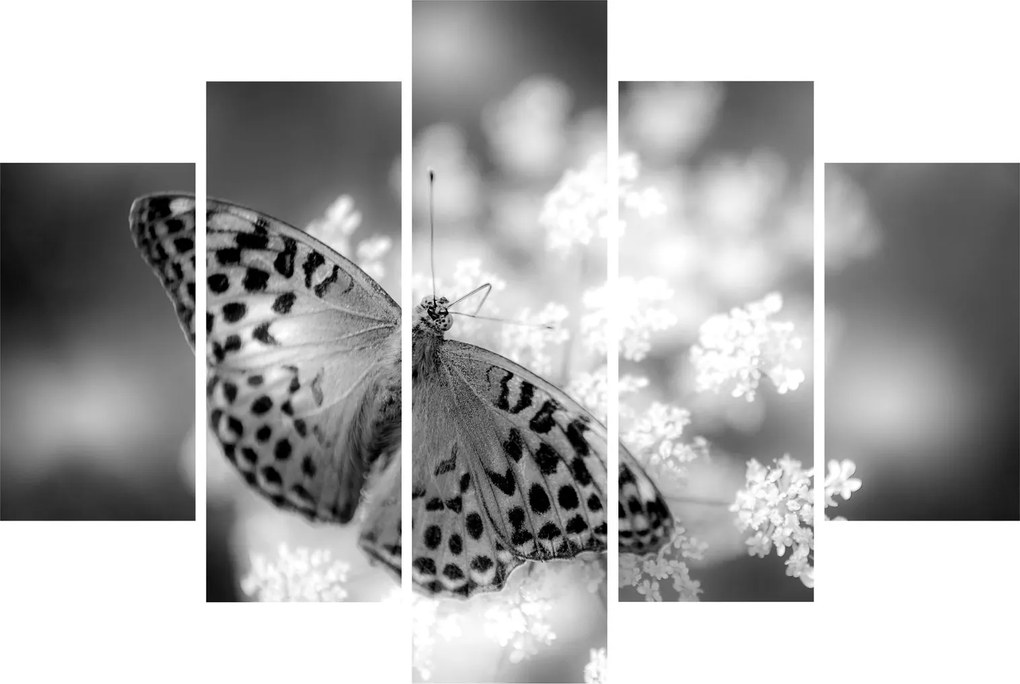 Tablou - Detailu cu fluture care polenizează floare (150x105 cm)