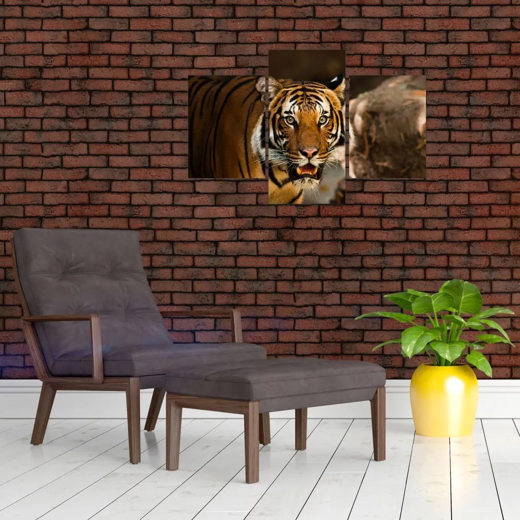 Tablou cu tigrul (90x60 cm)