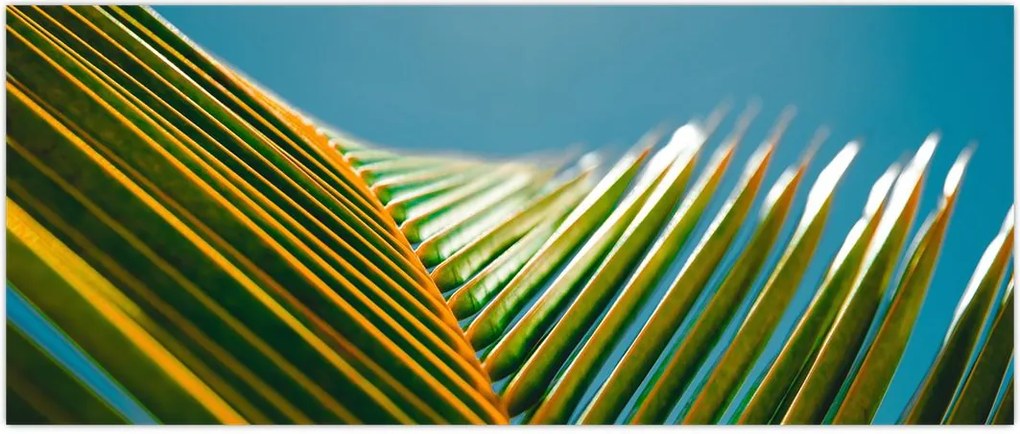 Tablou - Frunze de palmier (120x50 cm)