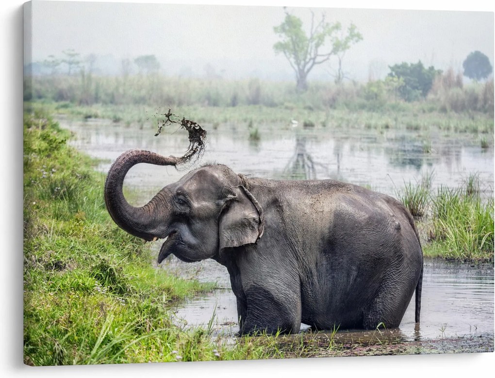 Tablou - Elefant de scăldat (70x50 cm)