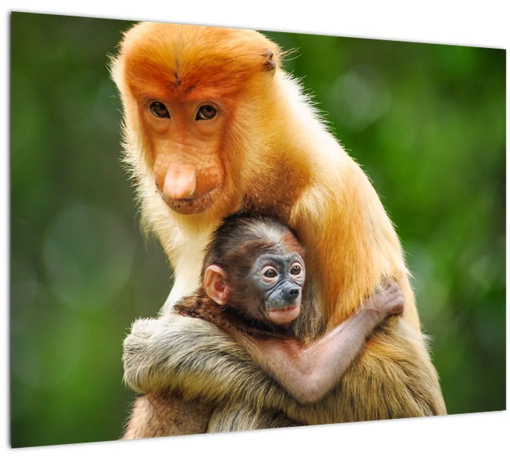 Tablou cu maimuțe (70x50 cm)
