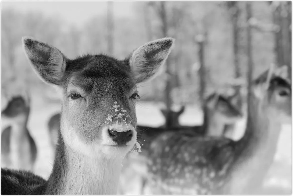 Tablou - Cerbi,alb-negru (90x60 cm)