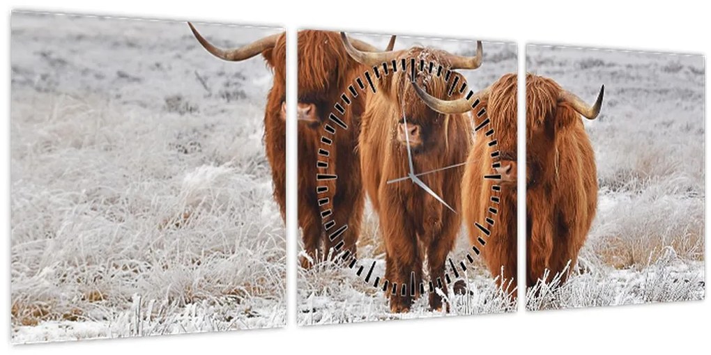 Tablou - Vaci scoțiene (cu ceas) (90x30 cm)