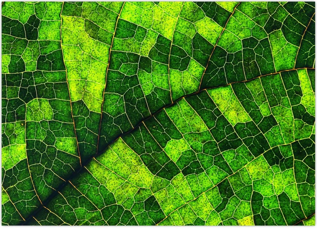 Tablou - Detaliu frunze (70x50 cm)