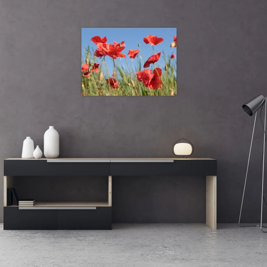 Tablou - Maci (70x50 cm)