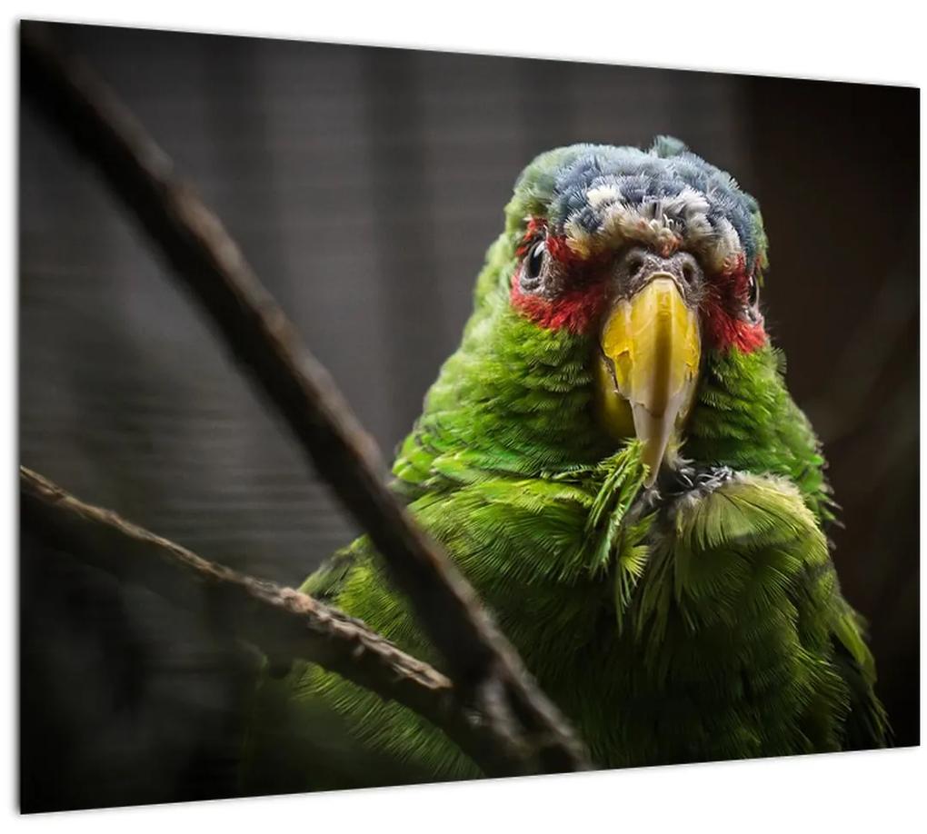 Tablou cu papagal (70x50 cm), în 40 de alte dimensiuni noi