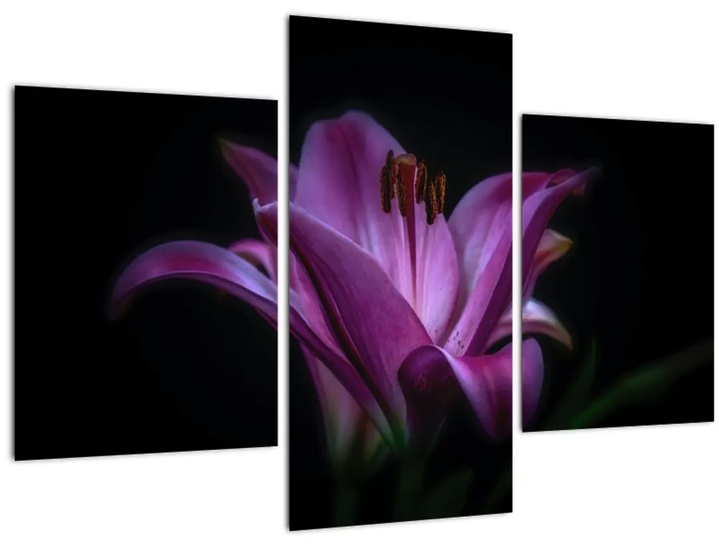 Tablou crinul (90x60 cm)