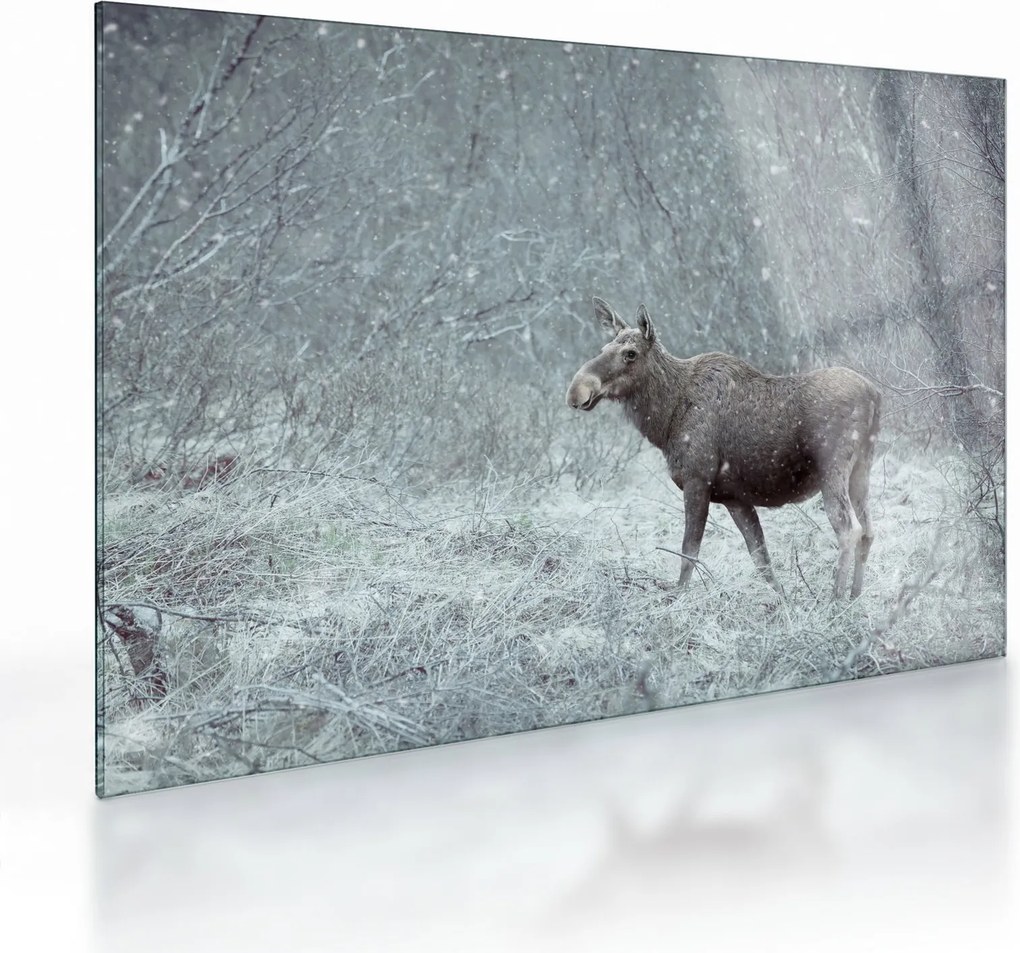 Tablou pe sticlă - Elan într-o pădure înzăpezită (70x50 cm)