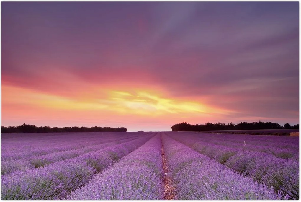 Tablou - Câmp de lavandă (90x60 cm)