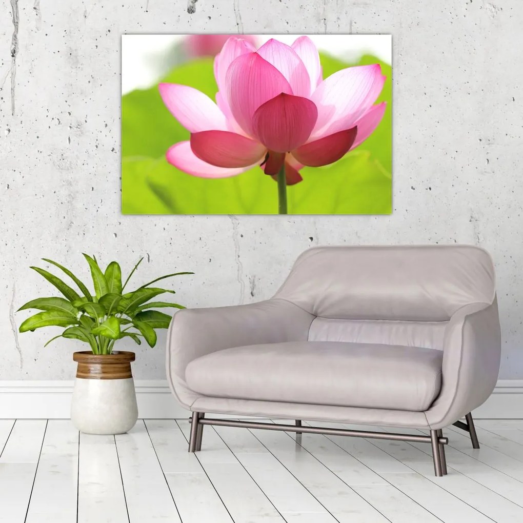 Tablou cu flori de lotus (90x60 cm)