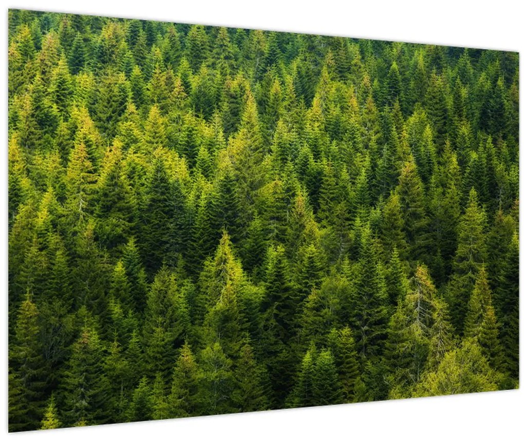 Tablou - Pădure deasă (90x60 cm)