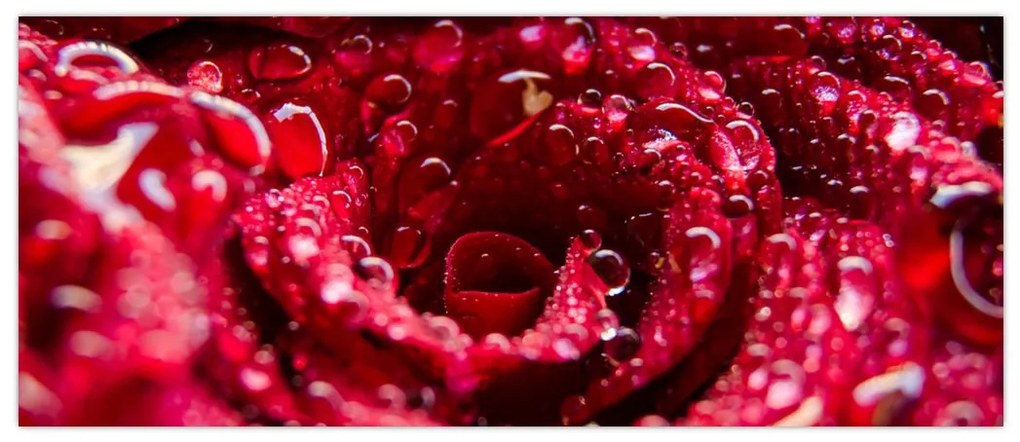 Tablou cu floarea trandafirului roșu (120x50 cm)