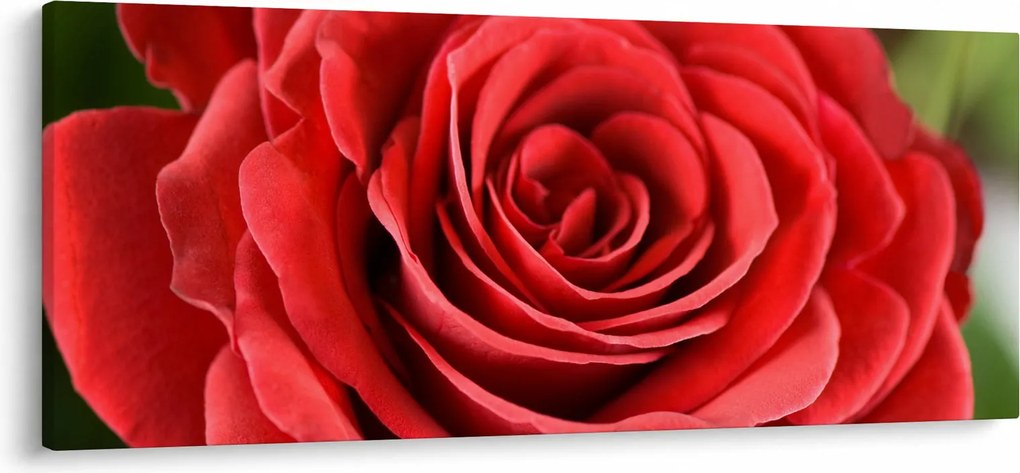 Tablou - Flori de trandafir (120x50 cm)